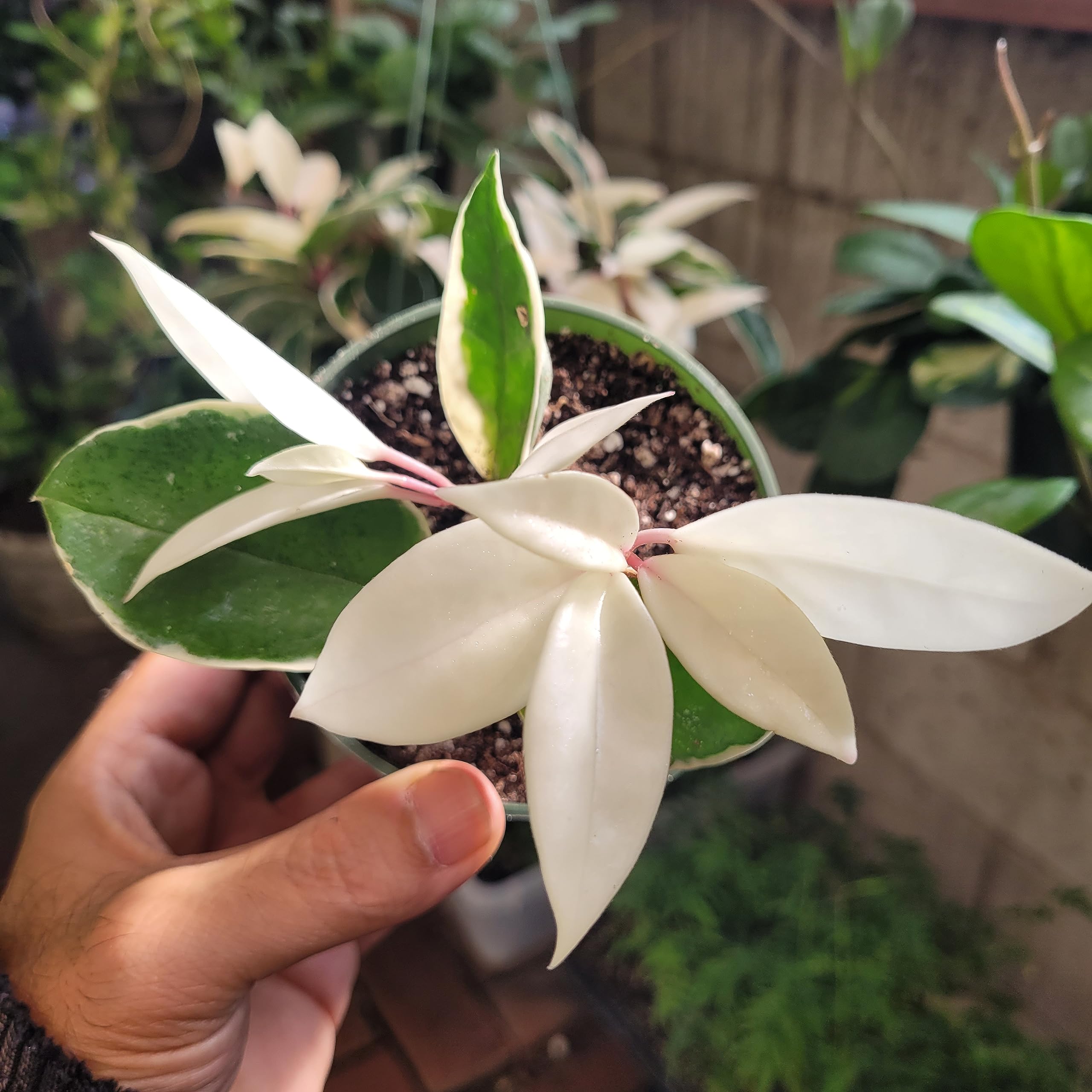 Amazon.com : Hoya Carnosa Krimson Queen Variegated Assorted Colors